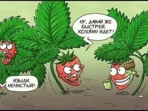 Ягоды июня: какие выбрать