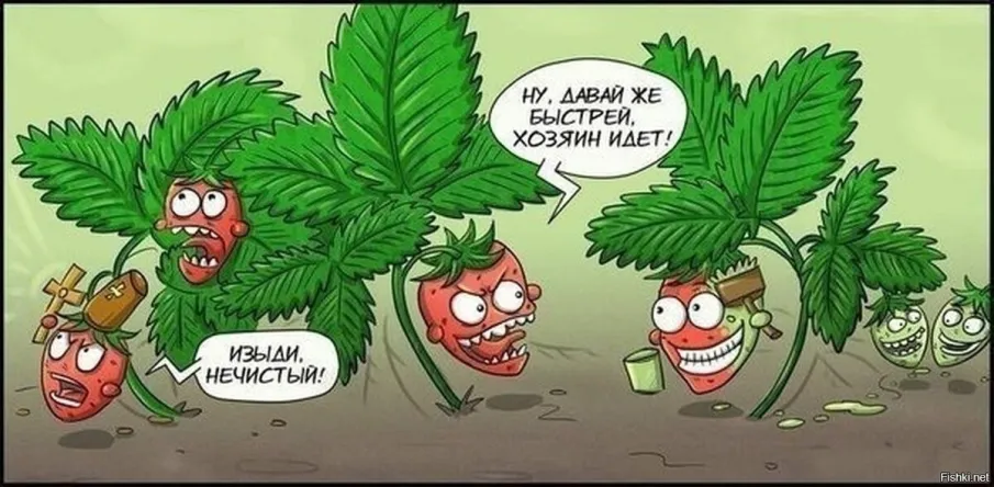 Ягоды июня: какие выбрать