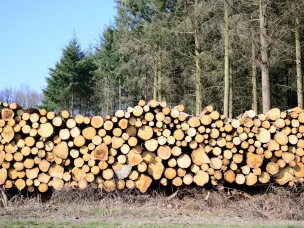 Нижегородская транспортная прокуратура направила в суд уголовное дело о контрабанде лесоматериалов стоимостью 3 млн. рублей