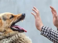 Если вас укусила собака