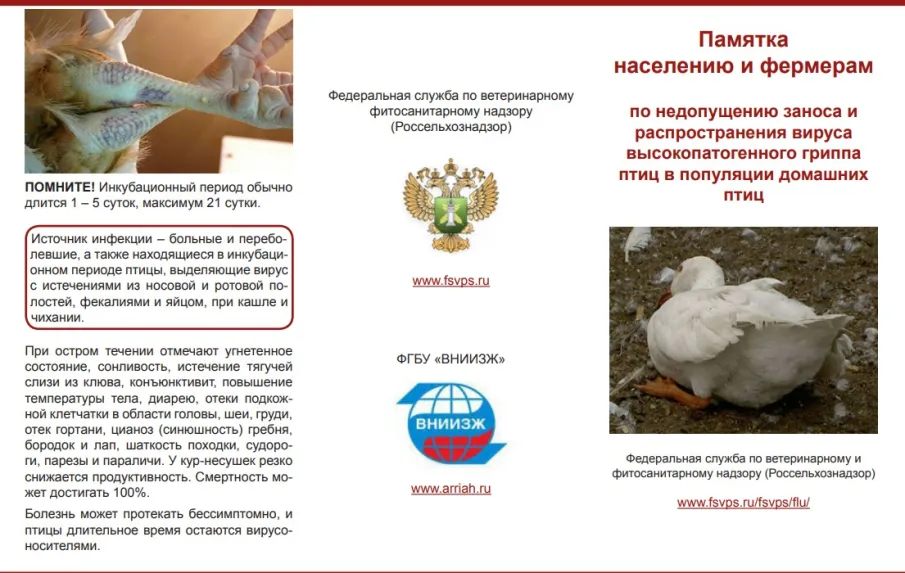 Что такое птичий грипп